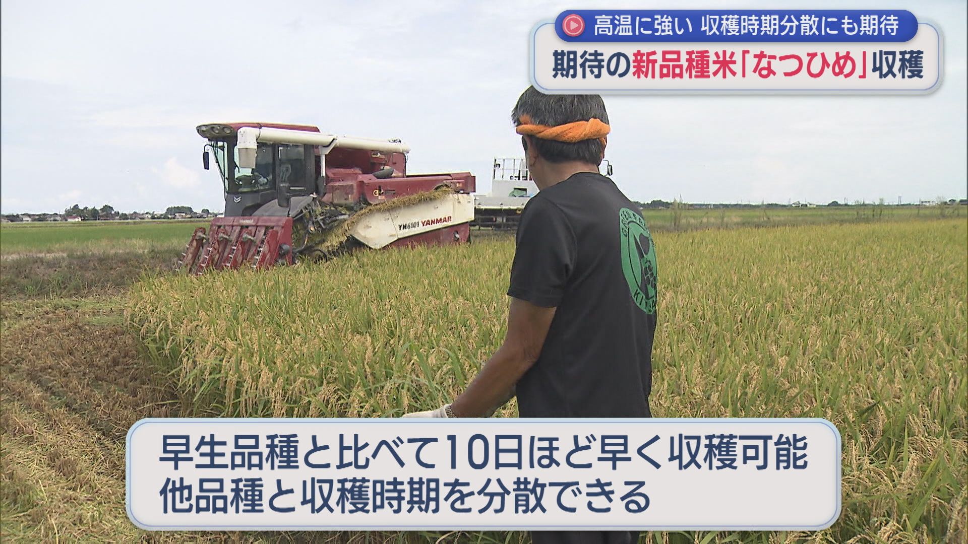 今年デビュー！新品種米「なつひめ」収穫、収穫時期分散でメリットも【新潟】