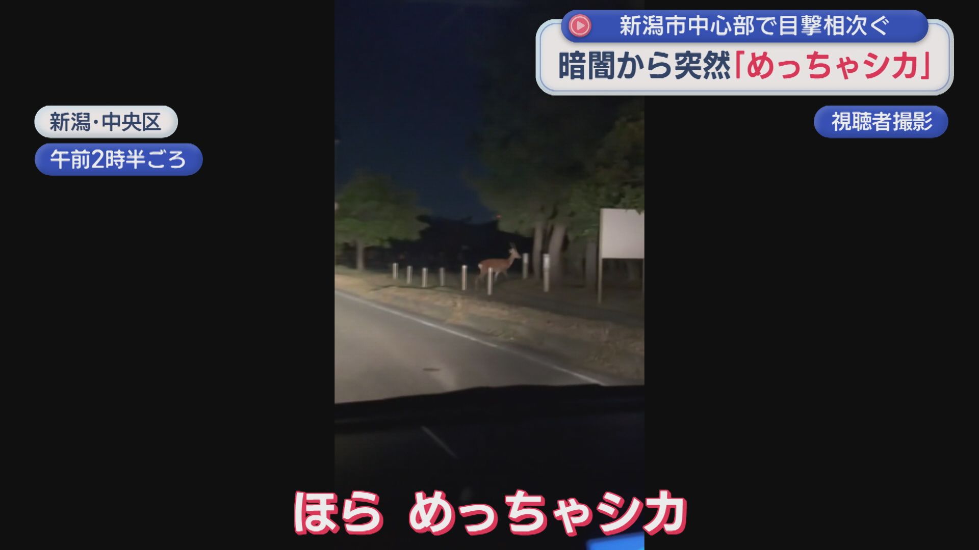 暗闇から突然「めっちゃシカ」新潟市中心部で目撃相次ぐ【新潟】