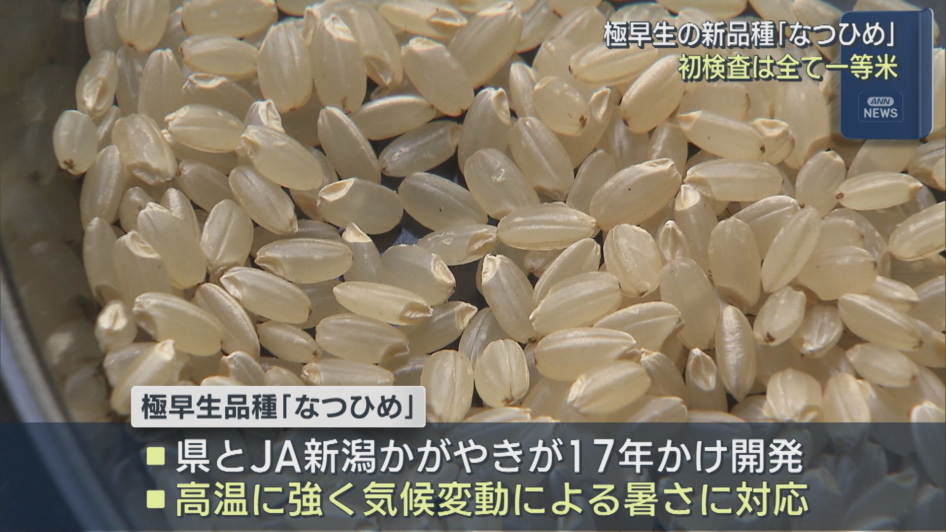 極早生の新品種「なつひめ」初検査はすべて一等米【新潟・五泉市】 2026年08月20日(木)