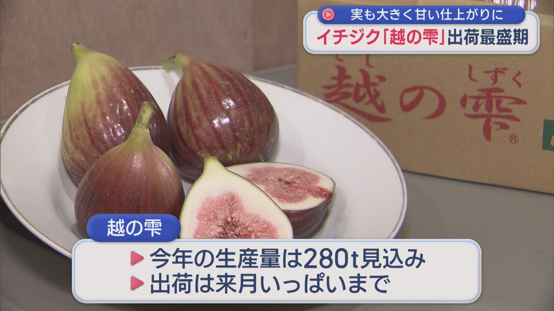 実も大きく甘い仕上がりに イチジク「越の雫」出荷最盛期【新潟】 2026年09月07日(月)