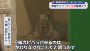 新潟市動物ふれあいセンターに徳島からカピバラ2頭が仲間入り 長旅の疲れ見せず愛らしい姿【新潟】 2026年09月08日(火)