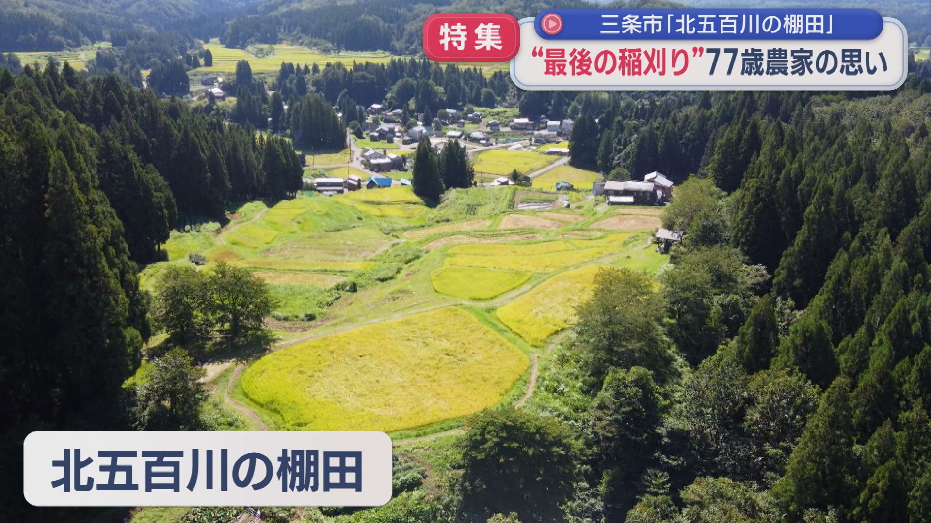 歴史的な棚田で最後の稲刈り 作付けやめる決断した77歳農家の思い【新潟】