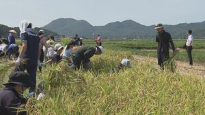 第四北越FGが農家と連携しブランド米「美四季」収穫 東京の百貨店などで販売【新潟・弥彦村】 2026年09月13日(日)