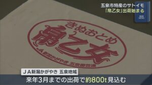 五泉市特産サトイモ「帛乙女」出荷始まる 煮崩れしないのが特徴【新潟】 2026年09月14日(月)