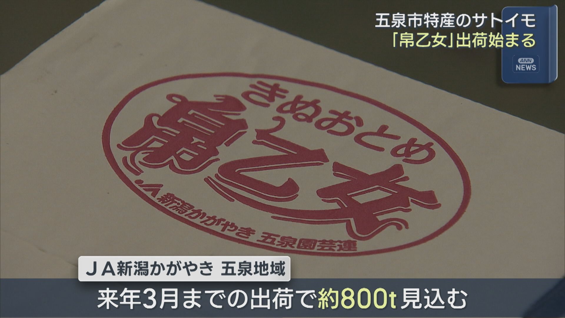 五泉市特産サトイモ「帛乙女」出荷始まる 煮崩れしないのが特徴【新潟】