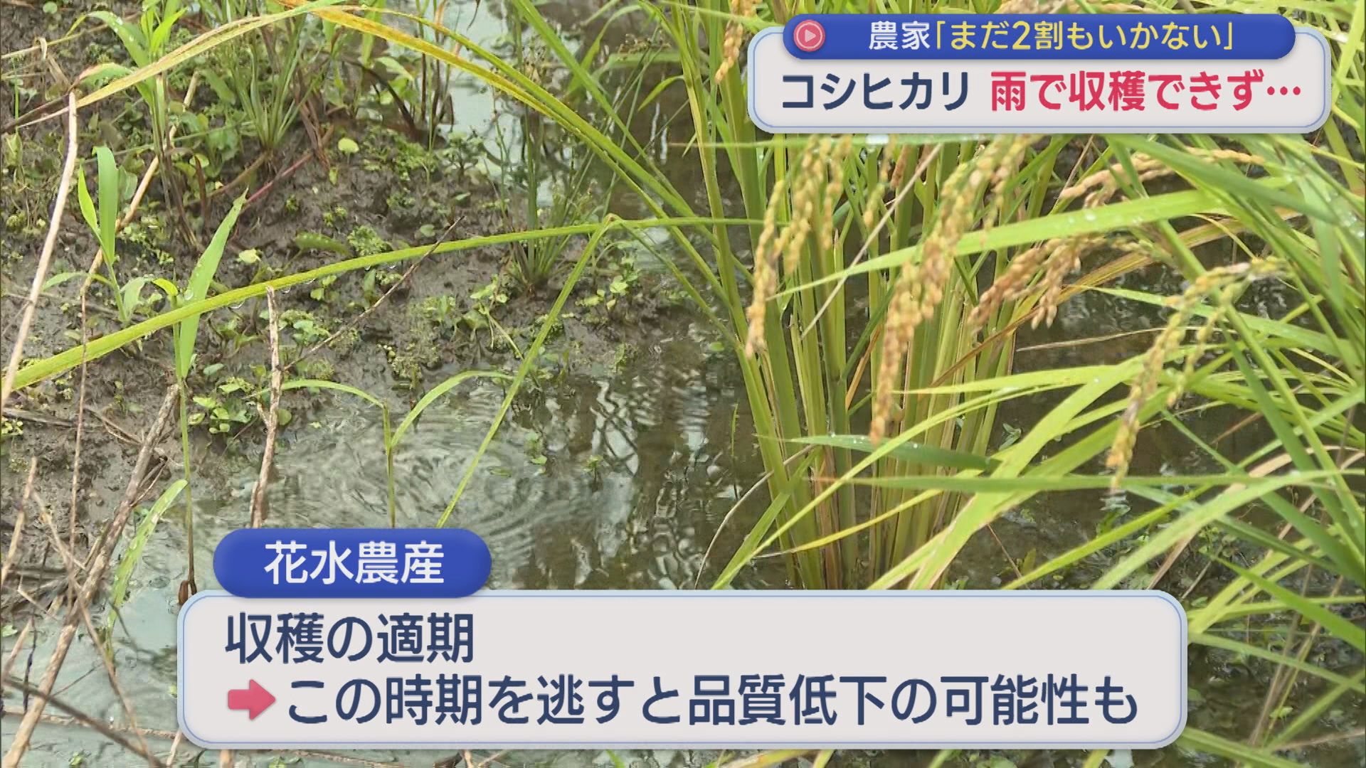農家不安「まだ2割もいかない」雨続きでコシヒカリの稲刈り進まず･･･【新潟・十日町市】 2026年09月16日(水)