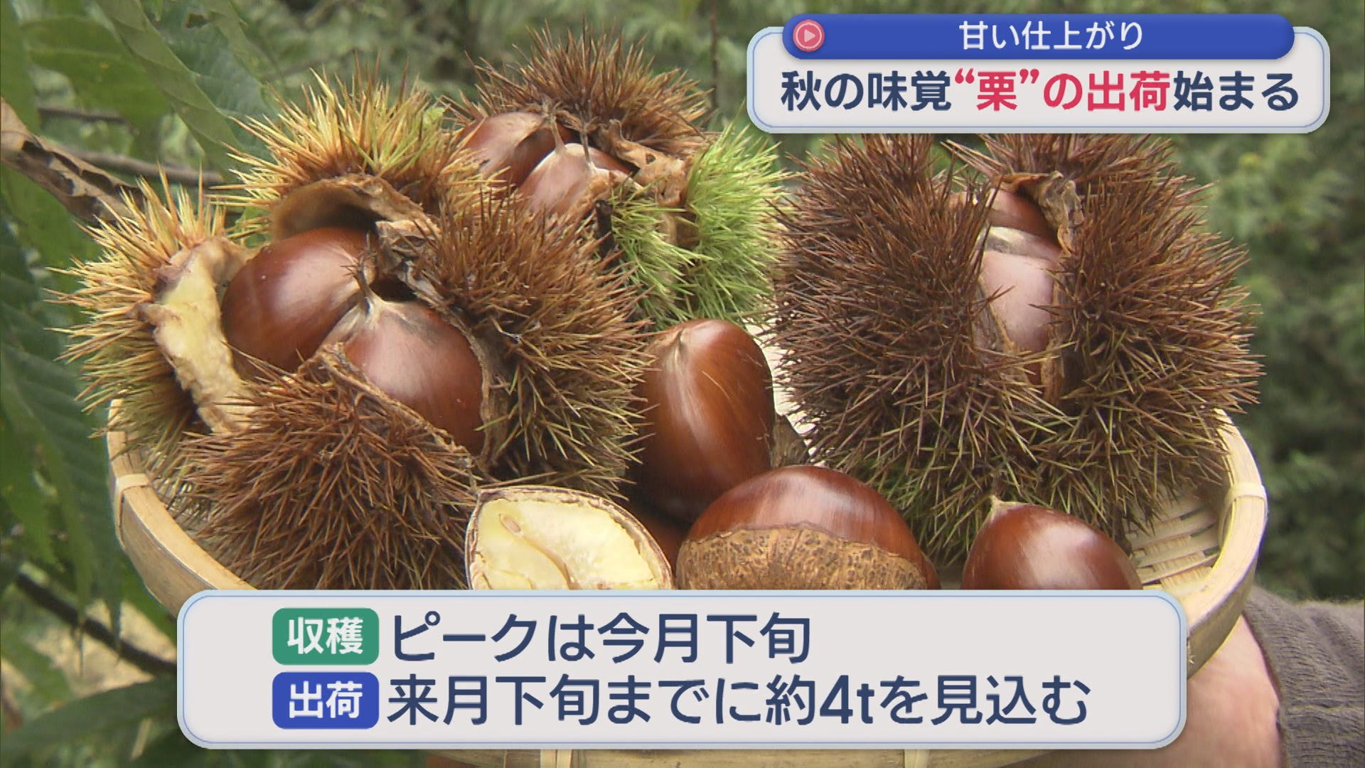 秋の味覚「栗」の出荷始まる、おいしい栗の見分け方は？【新潟・加茂市】