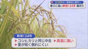 暑さに強い「新潟124号」稲刈り 2028年の一般栽培と販売へ【新潟】 2026年09月21日(月)