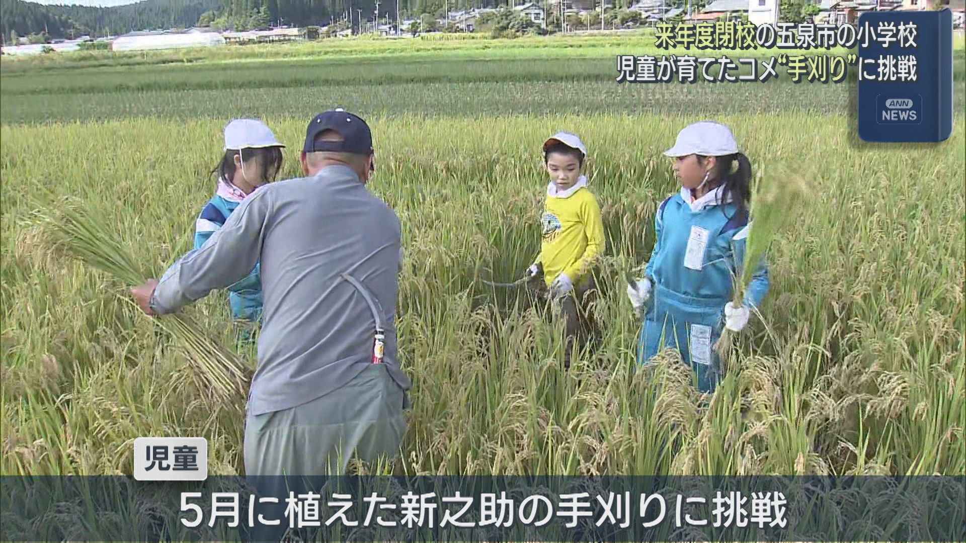 2027年度閉校の小学校 児童が育てたコメを手刈りで収穫挑戦【新潟・五泉市】 2026年09月25日(金)