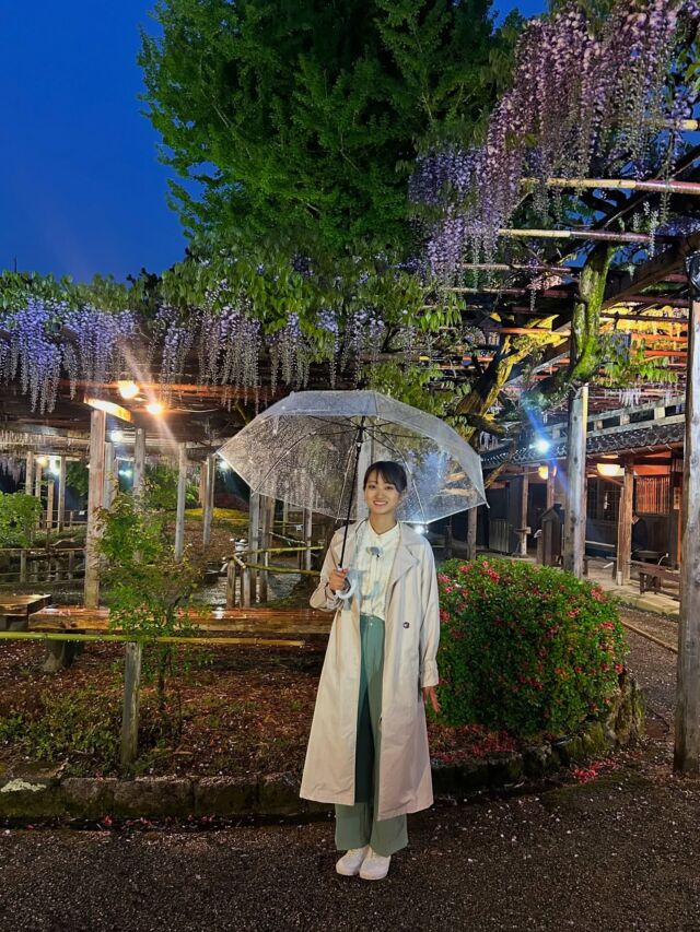 今日の中継は、新潟市江南区の北方文化博物館から藤棚ライトアップの様子をお伝えしました🎤
光に照らされて浮かび上がる薄紫と甘い香りは、この上なく優美…とても和みました
副館長・佐藤さんのオススメ、藤棚×屋敷のコラボはインスタ映えしそうですね🥺

そして、80畳もの広さの大藤棚は、樹齢約160年の一本の木でできているんですよ！
この歴史を守るために、庭師さんが毎日手入れをしているそうです

大藤棚ライトアップは、午後5時半〜8時！
来週6日（火）までの開催です
ゴールデンウイークのお出かけにぜひ👟

#北方文化博物館 #新潟 #藤の花 #藤棚 #ライトアップ #ゴールデンウイーク #GW