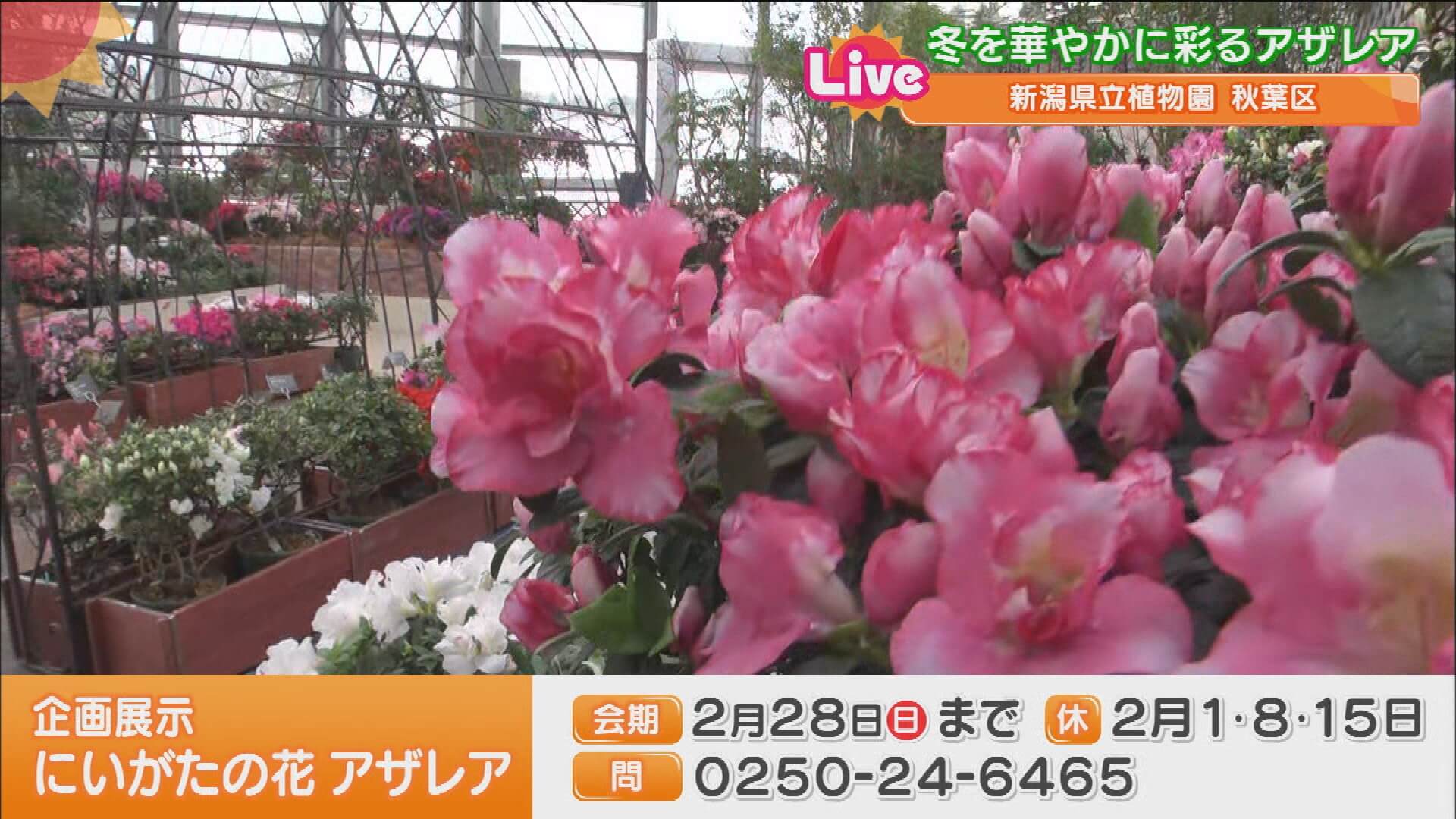 Ux新潟テレビ21 1 30 テレビお花見 冬を華やかに彩るアザレア